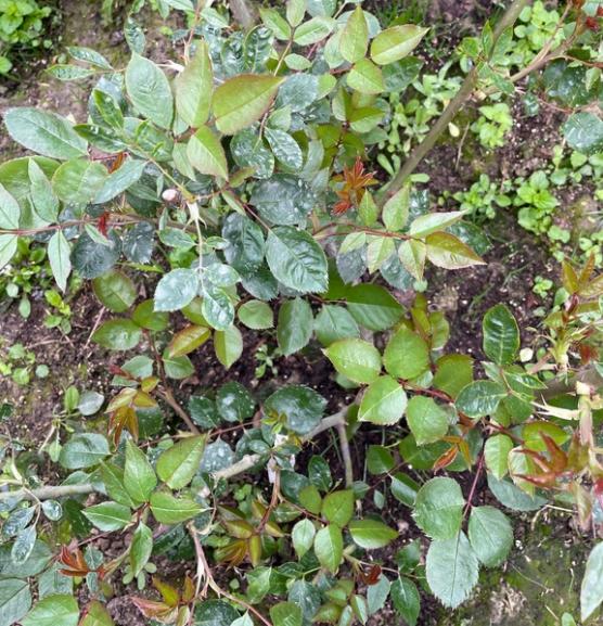 花池什么时候适合把花拔了把土全换了?