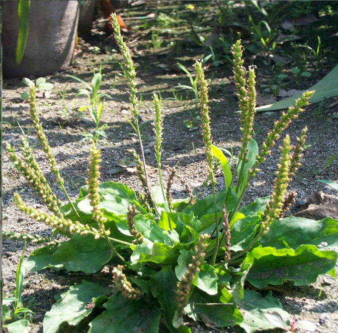 车前草种植,轻松掌握技巧,告别杂草丛生!