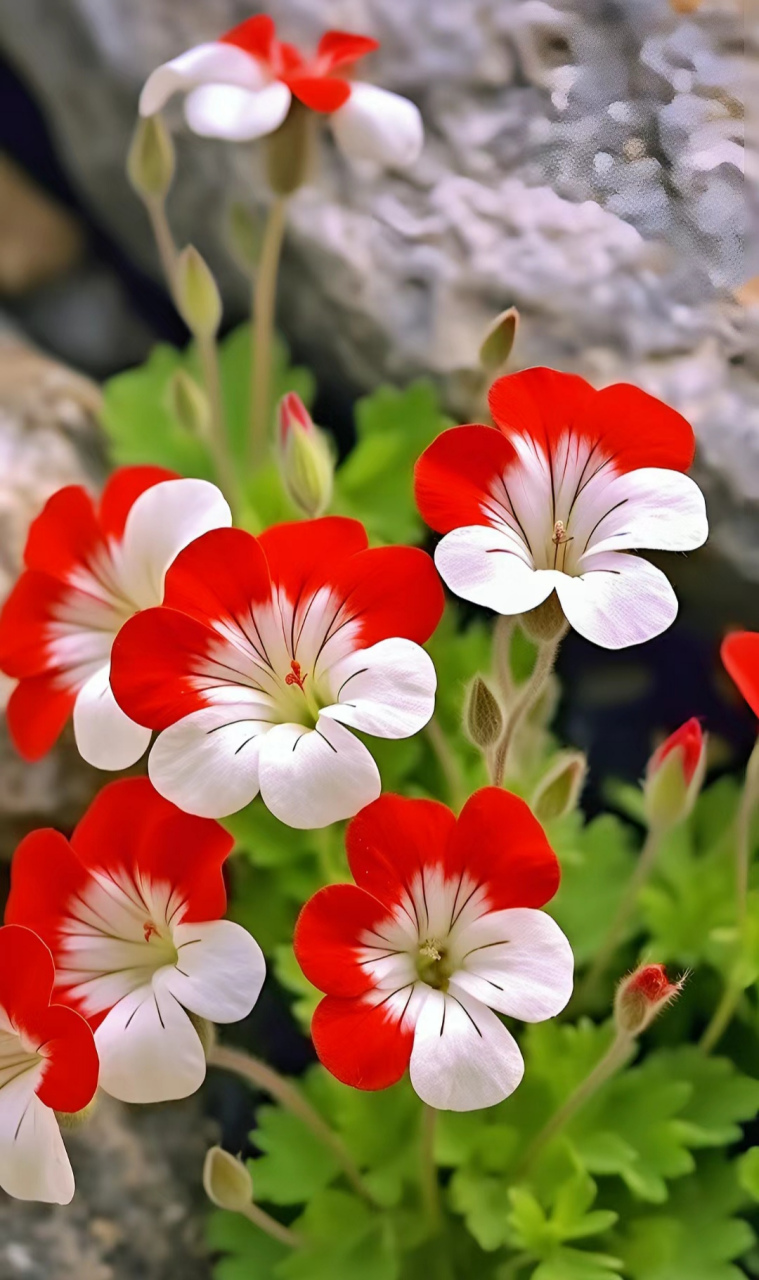 漂亮且独特的小花花