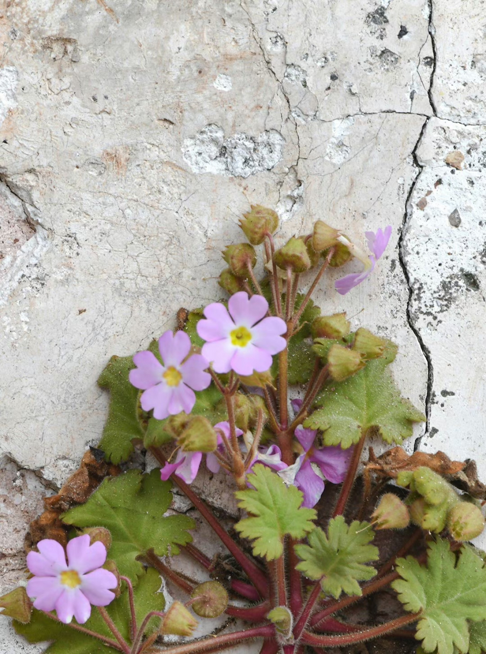 藏报春 primula sinensis 报春花科 报春花属 67.