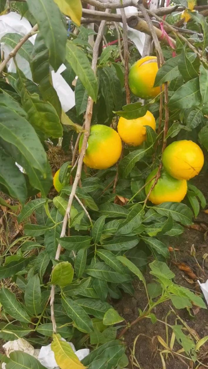 根本就吃不完吃!要种植来找我