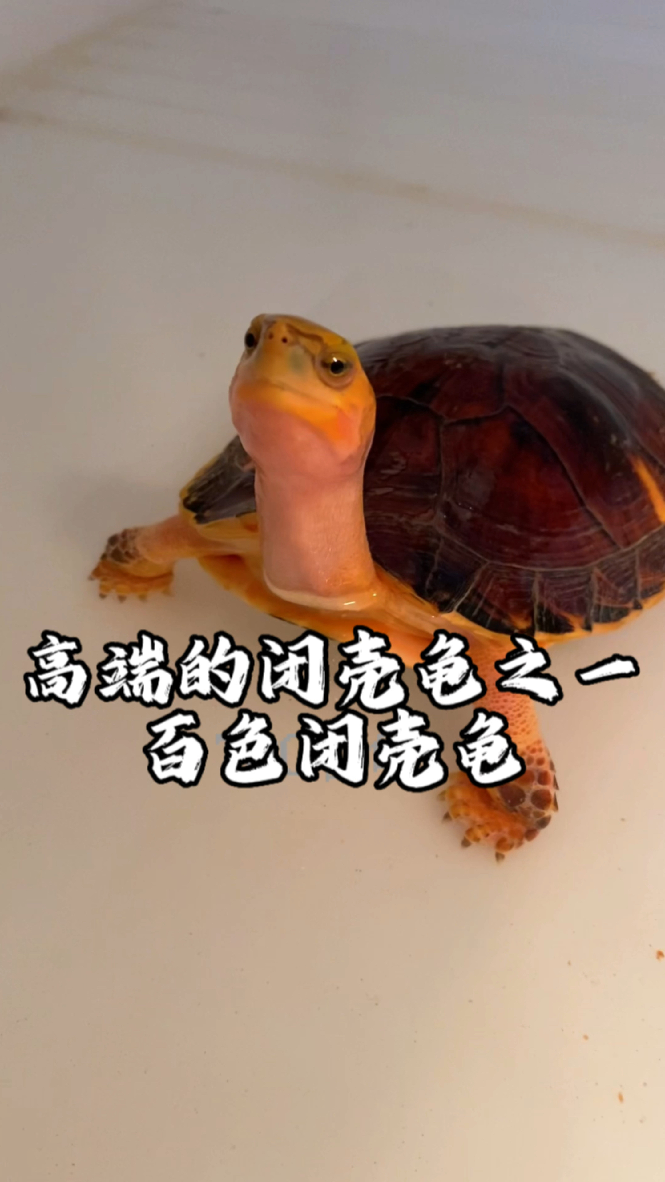 高端的闭壳龟之一,百色闭壳龟.