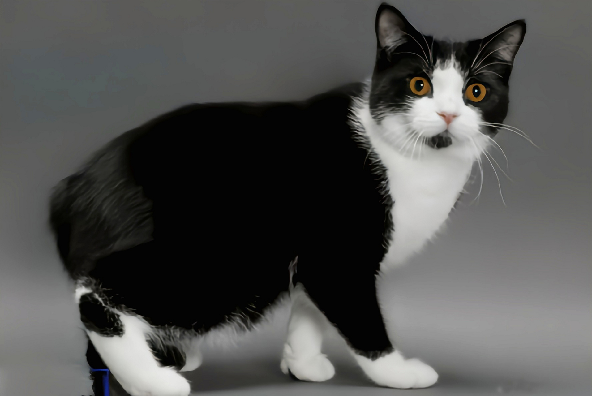 马恩岛猫体格健壮,非常聪明.