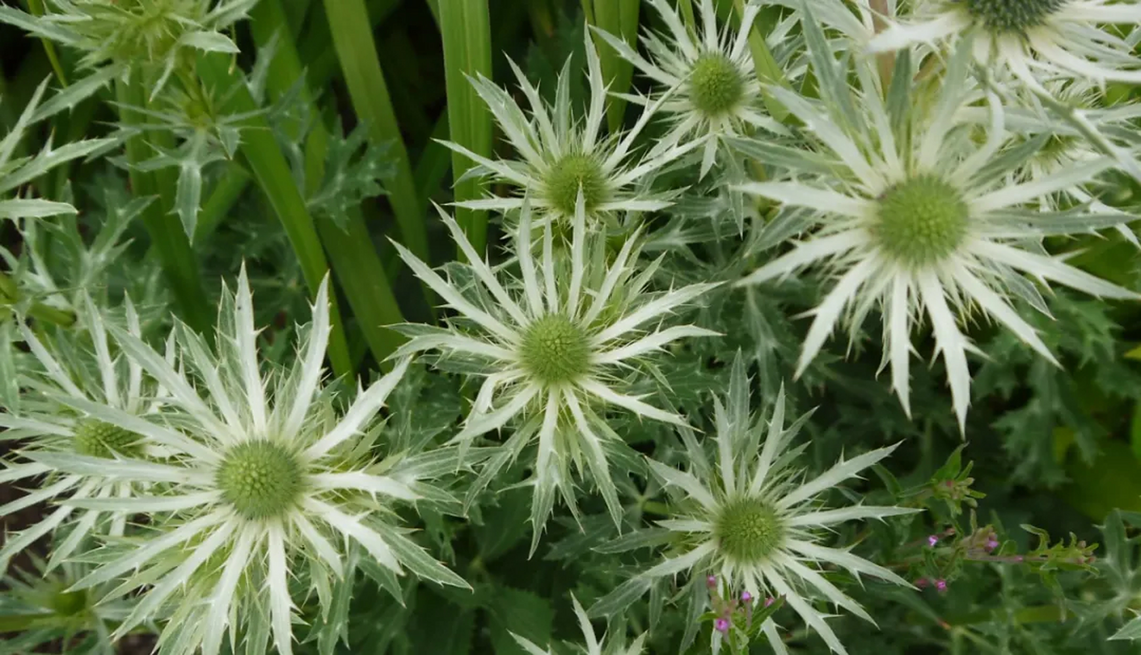 中医叫它"假芫荽"",比香菜还要香的野菜,药食两用,对止咳有奇效,2023