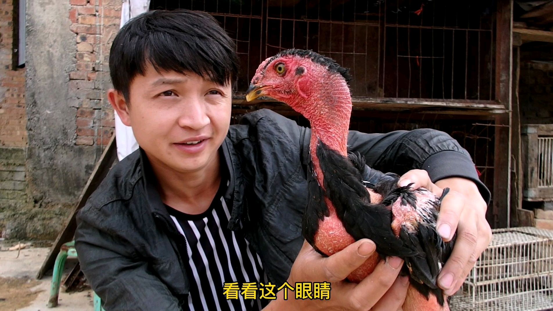 上百只挑选的斗鸡,说了两个小时才买到手,看看长得还可以吗