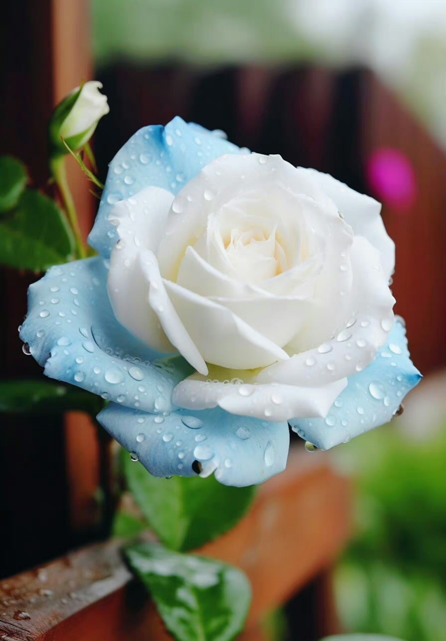 人们梦想远方迷人的玫瑰园,却不去欣赏盛开在窗前的玫瑰花,还是带露水