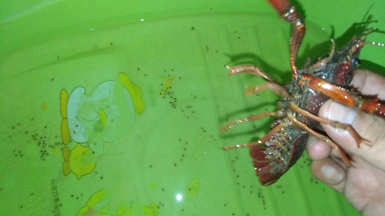 小龙虾可以在盆里产卵吗,离开母体的是不是已经死亡了?