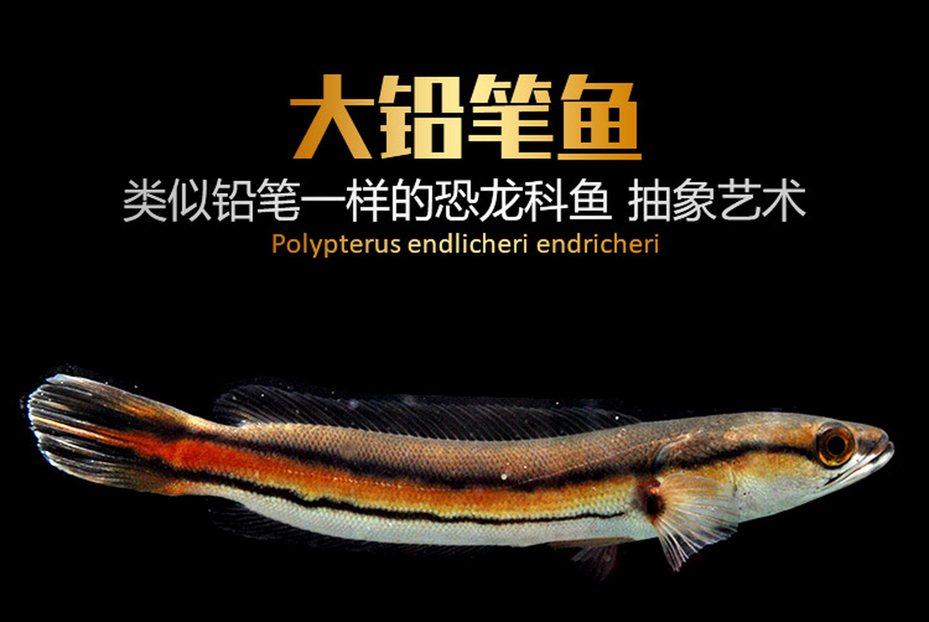 大铅笔鱼#观赏鱼# , 热带鱼,别名:大盾鳢,五彩大铅笔鱼,斑条头站鱼,红