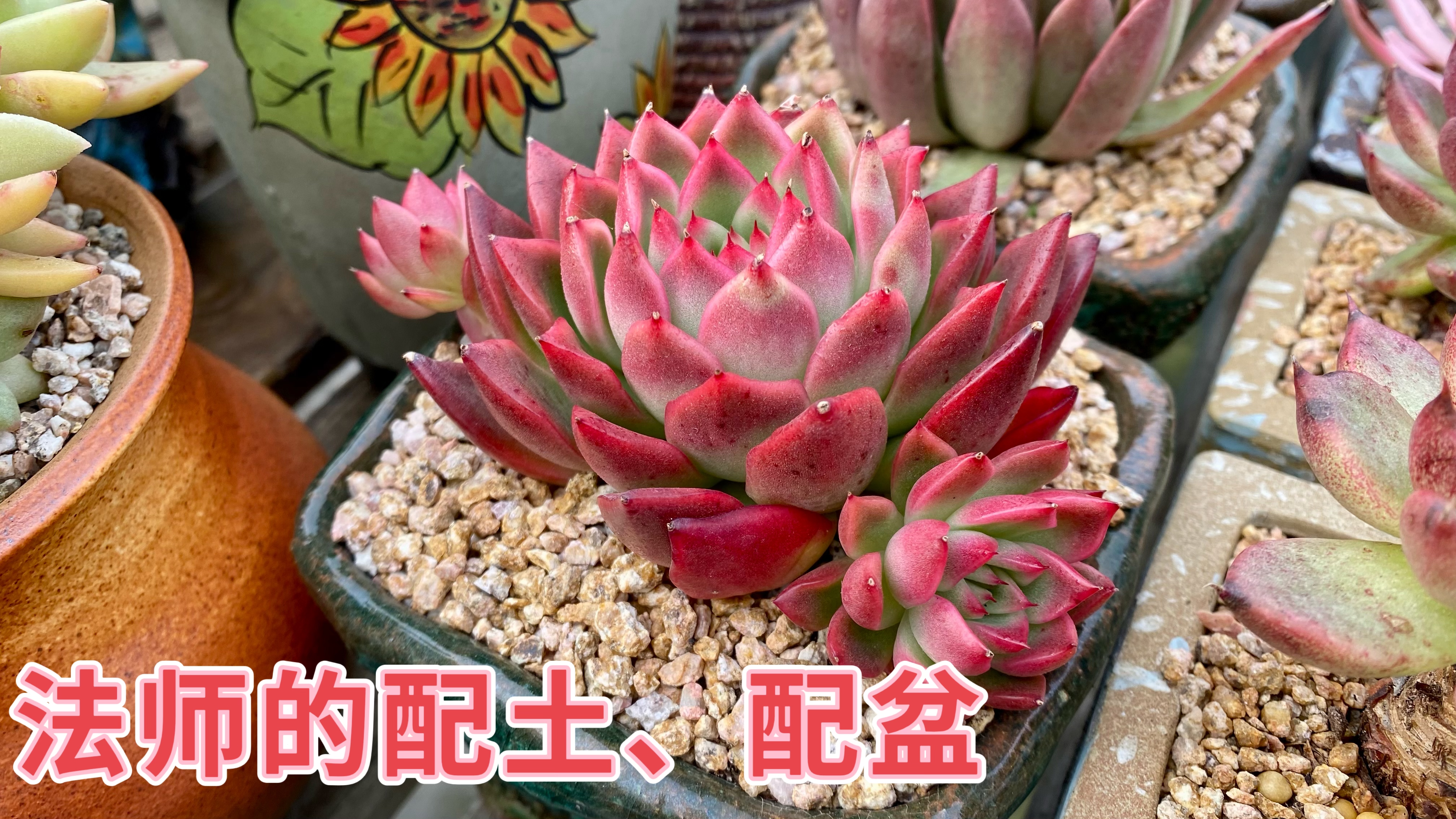 法师类的多肉,配盆和配土要根据养殖的需求来搭配,进来看视频吧