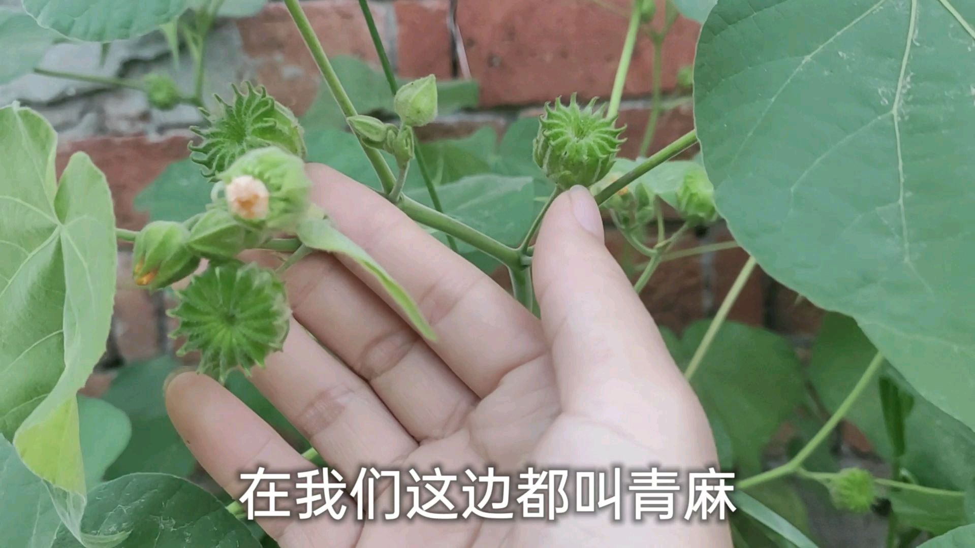 苘麻全身上下都是宝,可惜知道的人不多,一起来认识一下吧