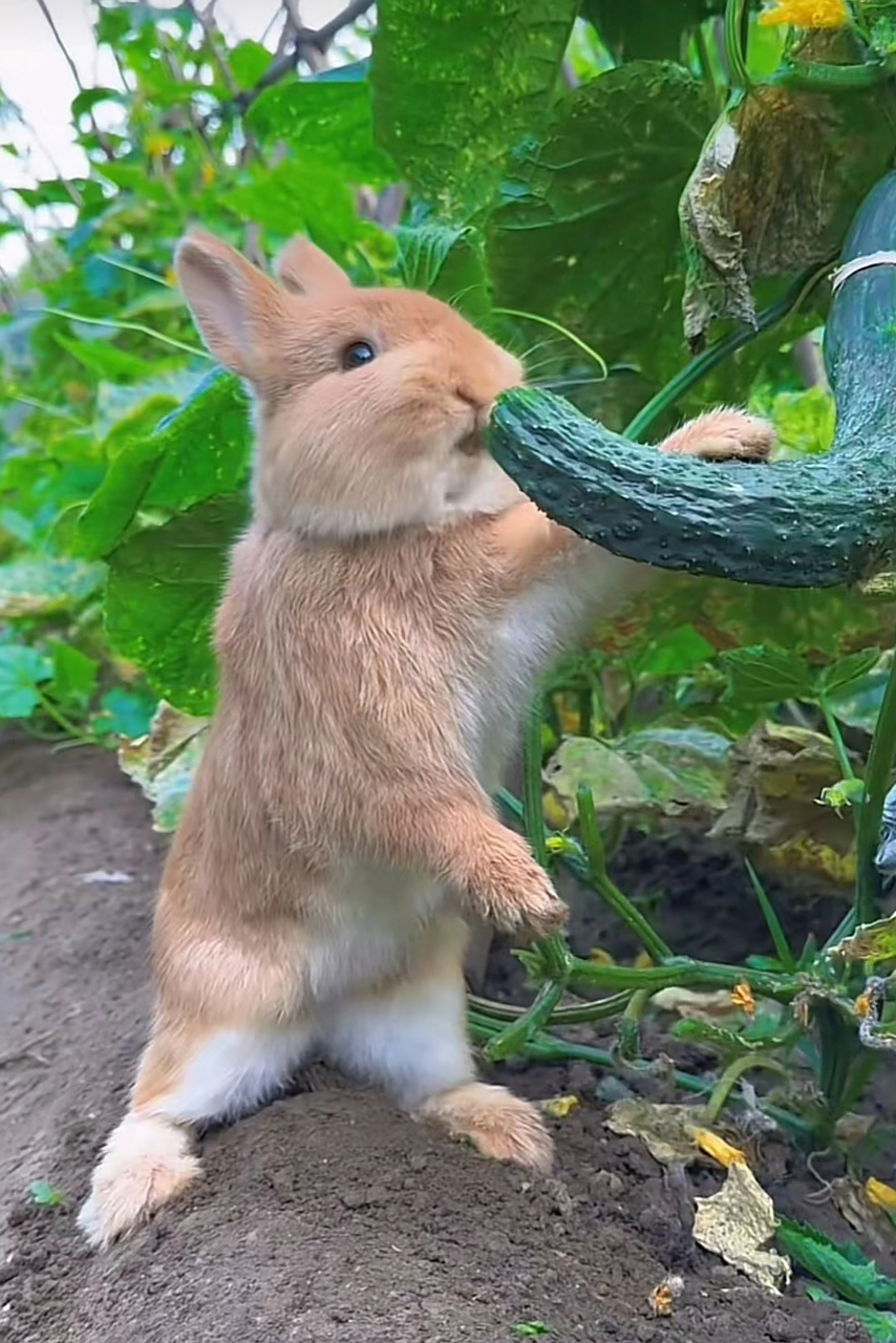 网友:怪不得院子里每天都少一根黄瓜!小兔子:是我吃的,怎样啦?