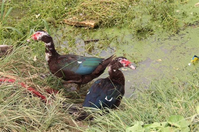 我的"罪孽"为了一盒饺子,妻子差点溺亡,钓鱼还要坚持吗?