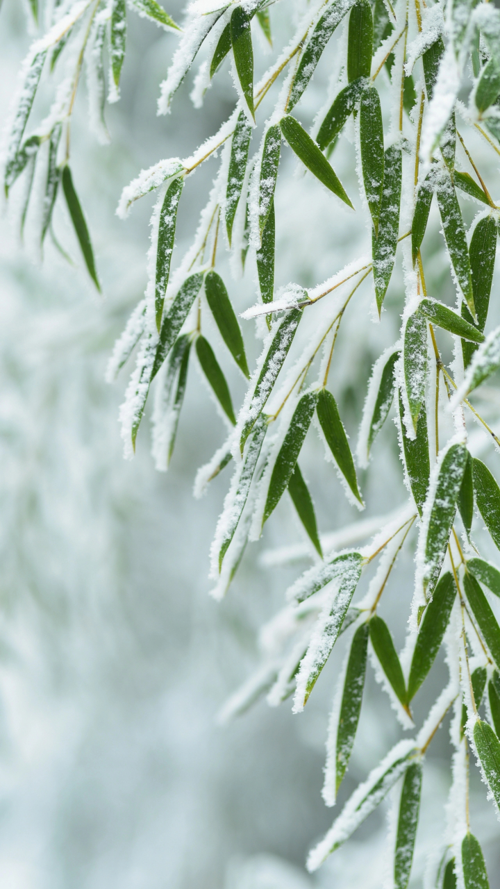 瑞雪兆豐年,願所有的美好都如約而至.