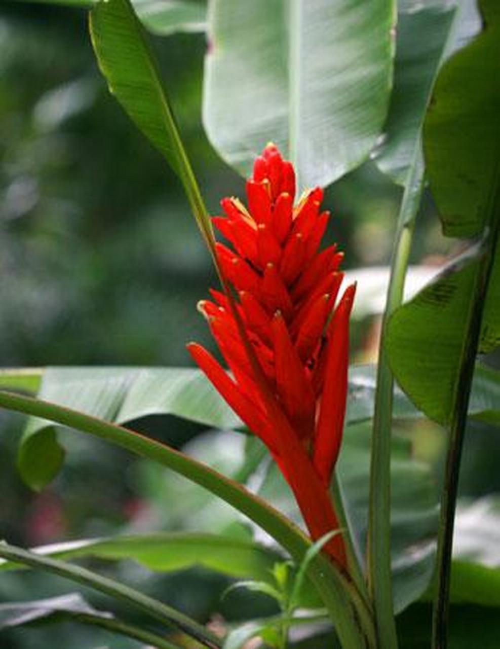 公园里的一种观赏芭蕉,鲜红艳丽的红花蕉