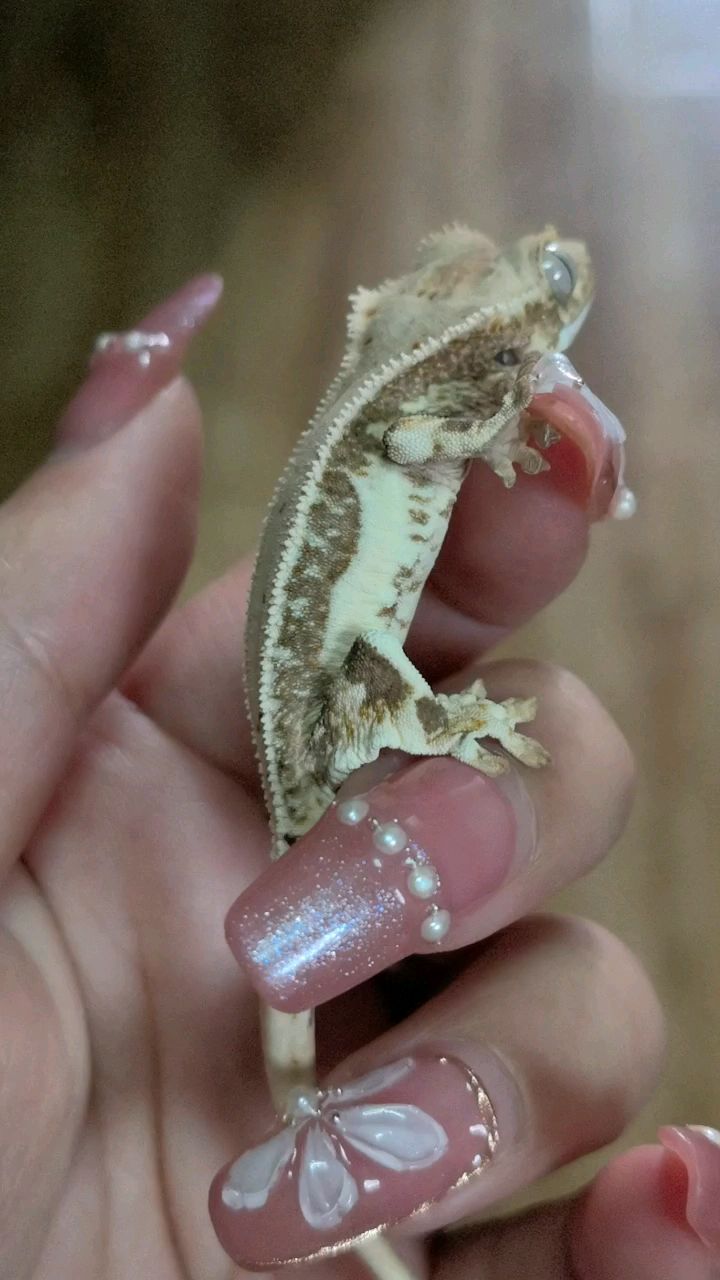 睫角守宫莉莉白4克苗子