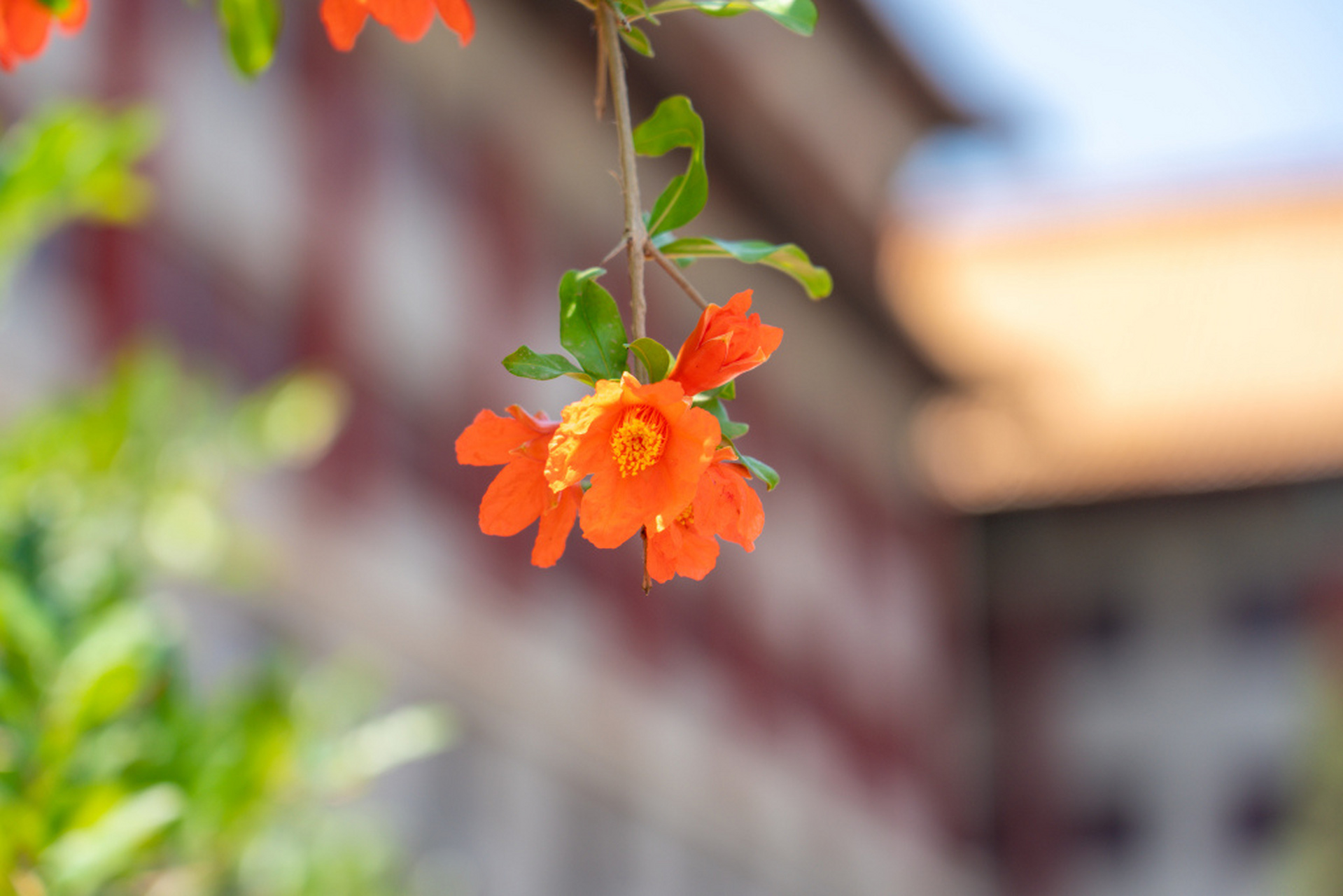夏日炎炎,故宫里火红的石榴花惊艳绽放,在红墙黄瓦的映衬下格外美丽.