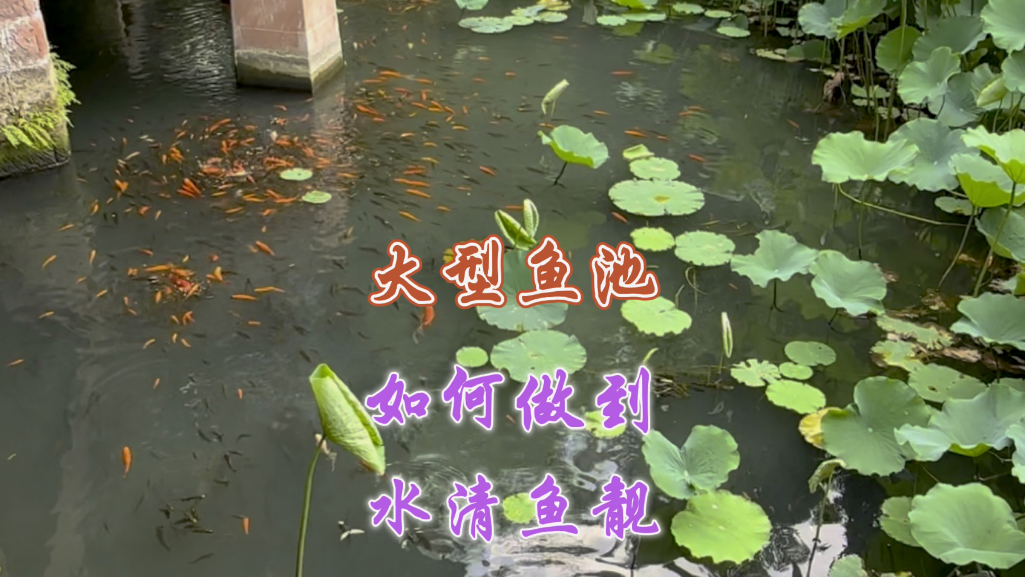 大面积鱼池如何保持水清鱼靓呢?自然仿生的过滤方式加循环水最好