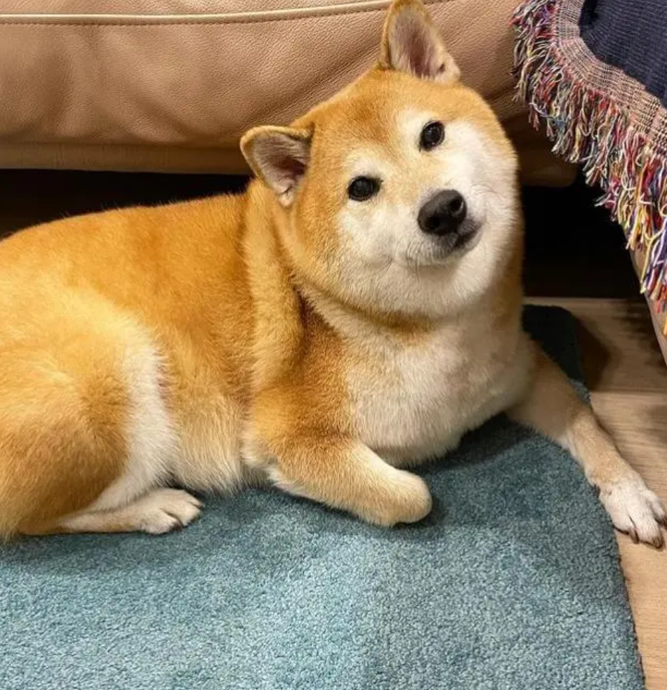 表情包小狗cheems去世:一只笑容永存的"小废柴"!