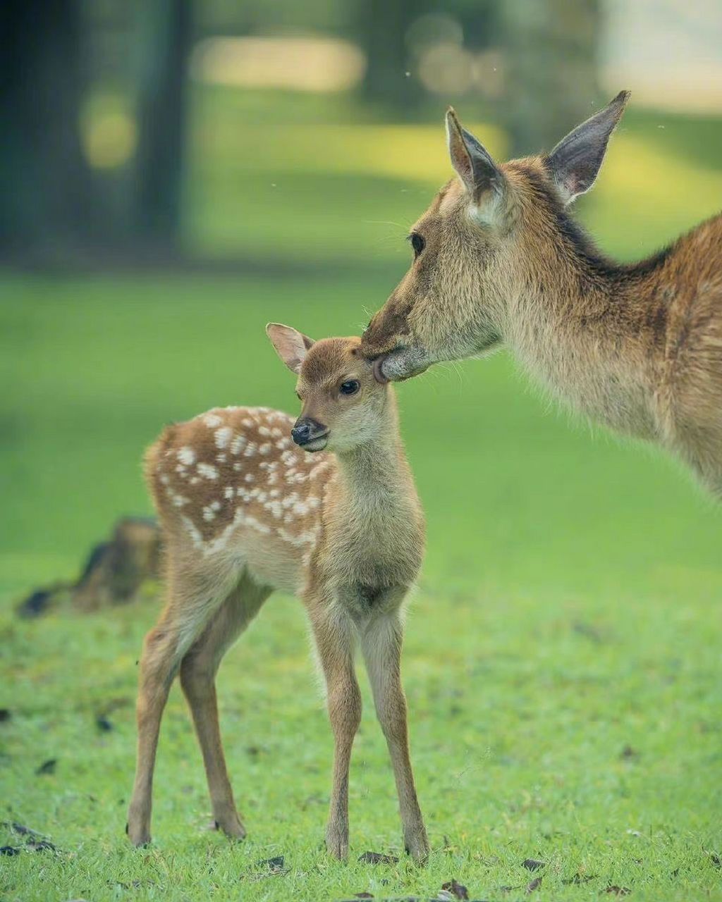 观李晓炎故居赠军旅诗人曾云  青砖高垒耐烽火 琐窗朱户守芩芳 名籍