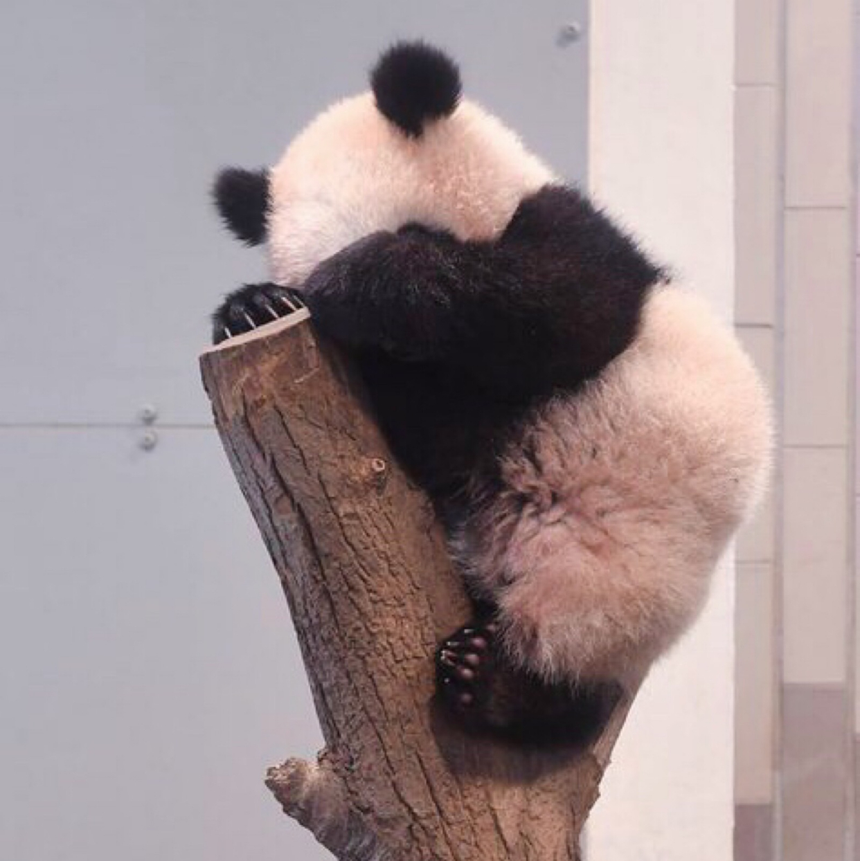 熊猫头像可爱清晰唯美图片