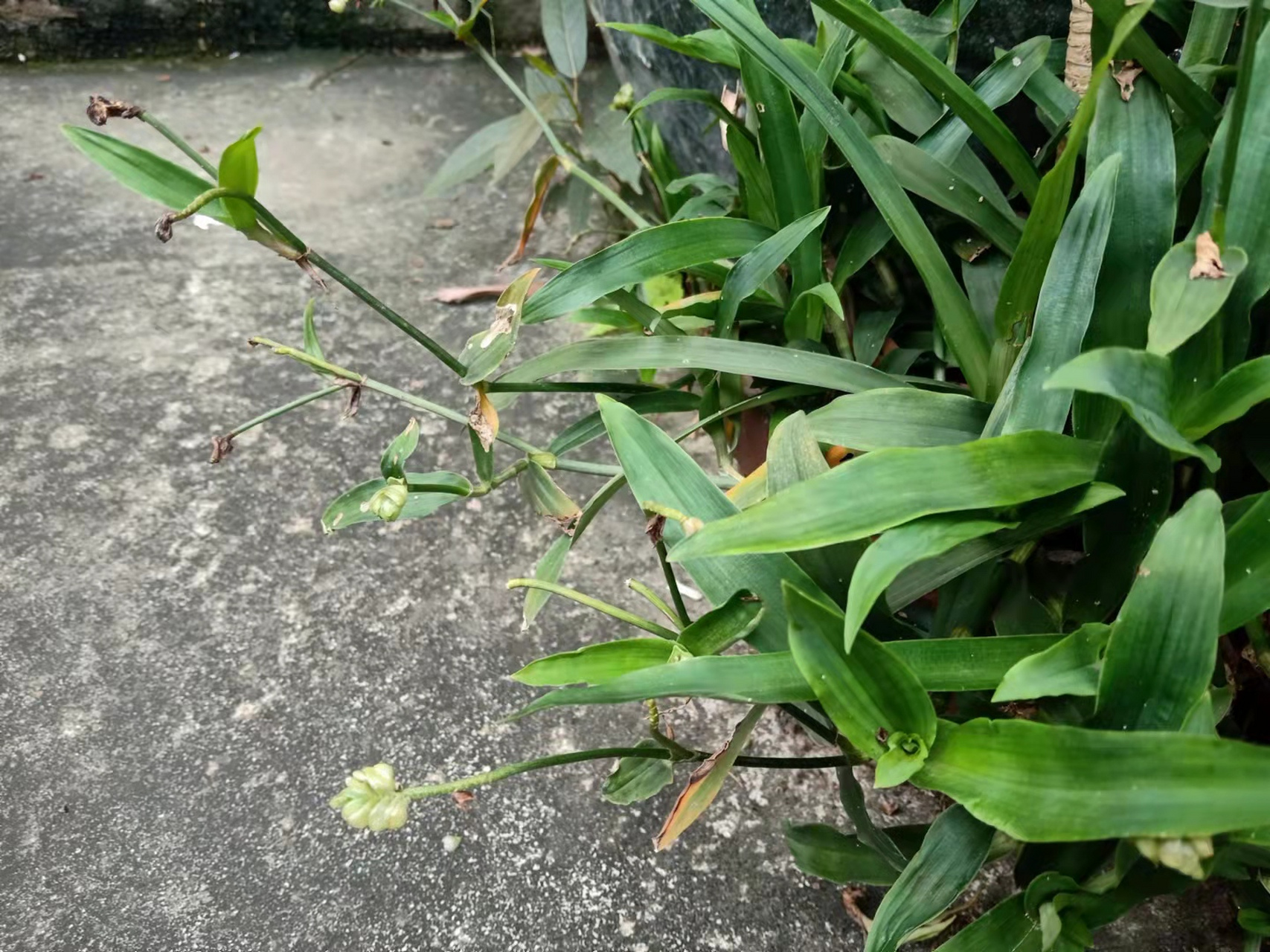 狮子草 市场里经常有卖的狮子草,今天在麻园这边一户人家的花盆里看到