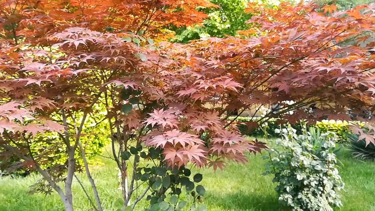 盆景素材——鸡爪槭,满树红叶非秋色,靓丽景致夏日中!