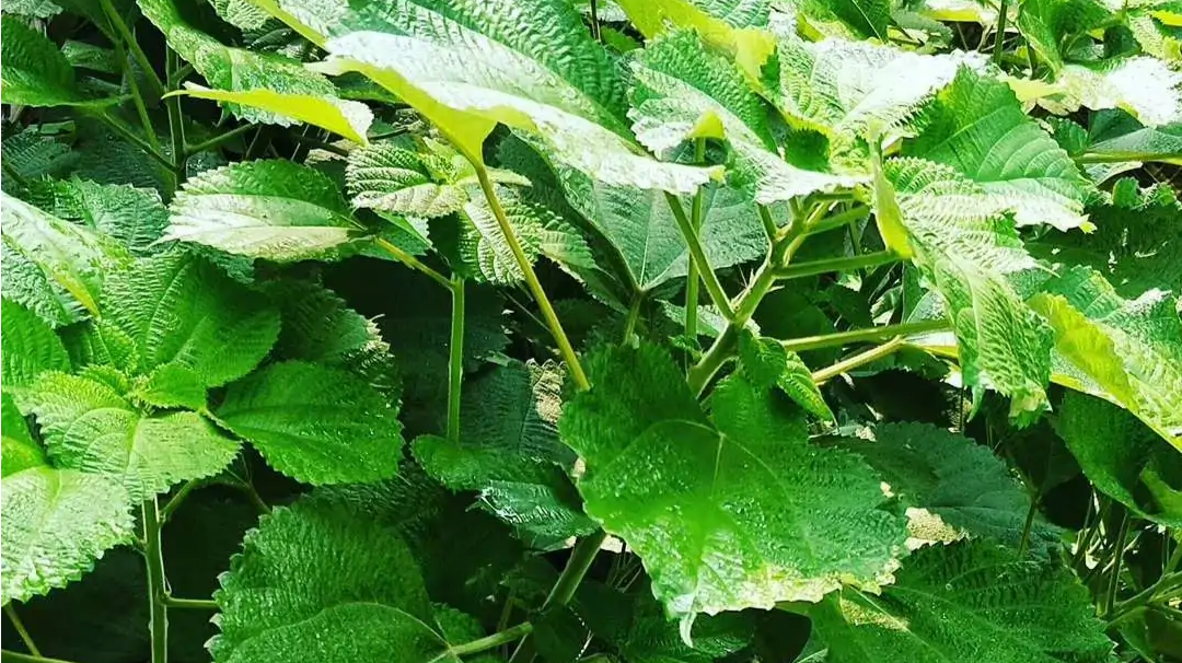 世界上纤维品质最好的植物——苎麻