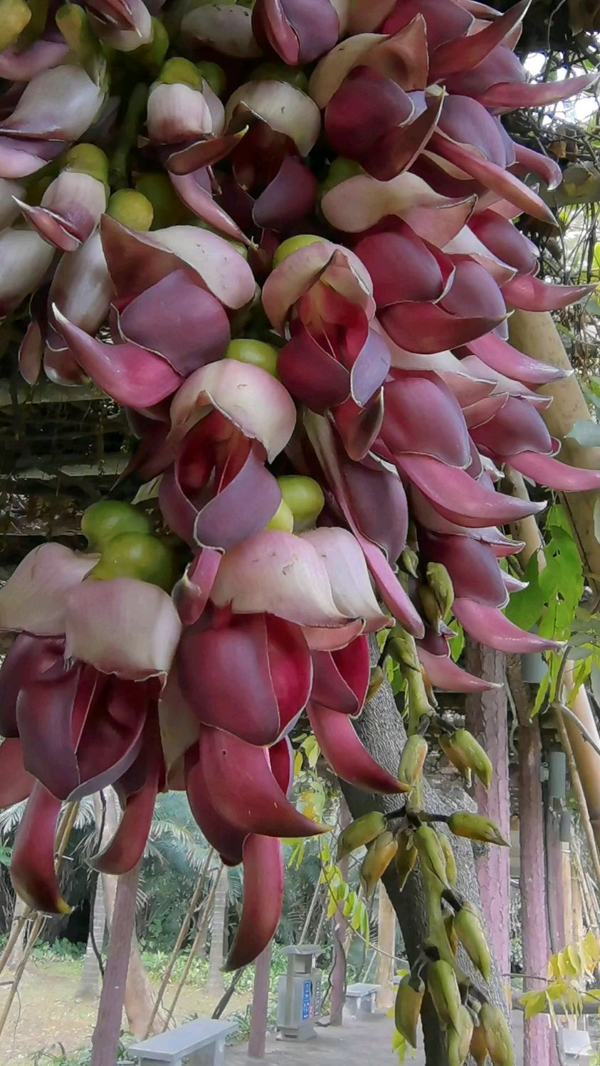 绿植-大果油麻藤