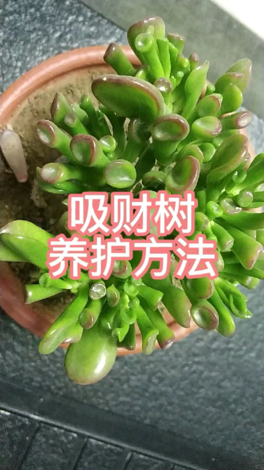 吸财树冬季如何养做好3点就可以方法很简单