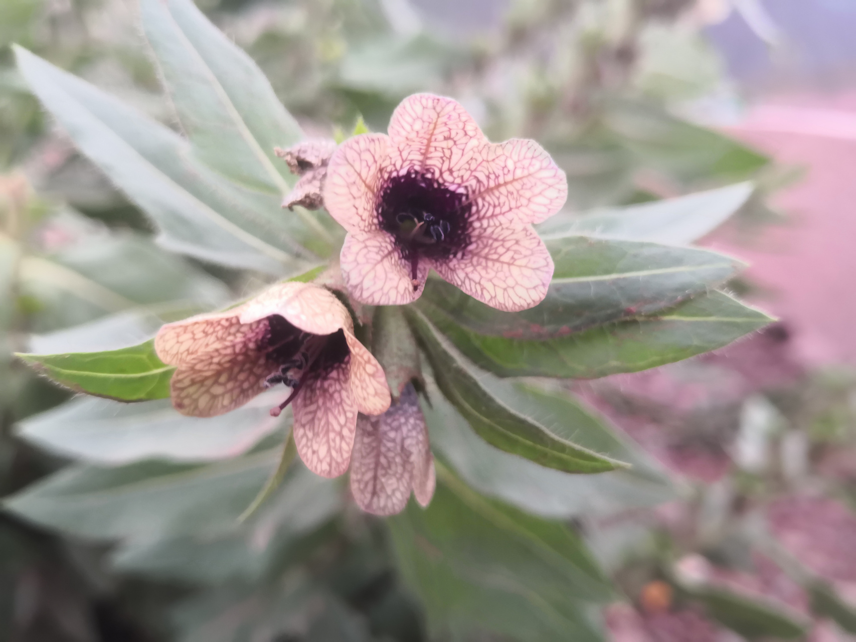 它虽然叫天仙子,但花朵并没有特别惊艳,而且植株气味比较重,并有毒