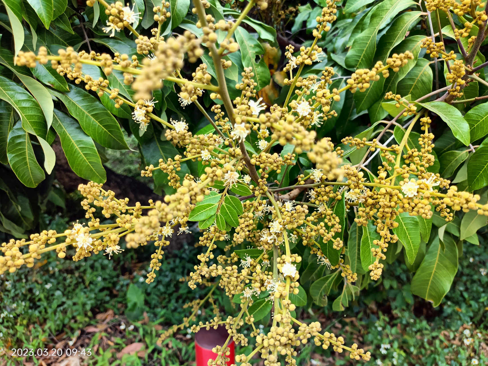 龙眼开花过程图图片