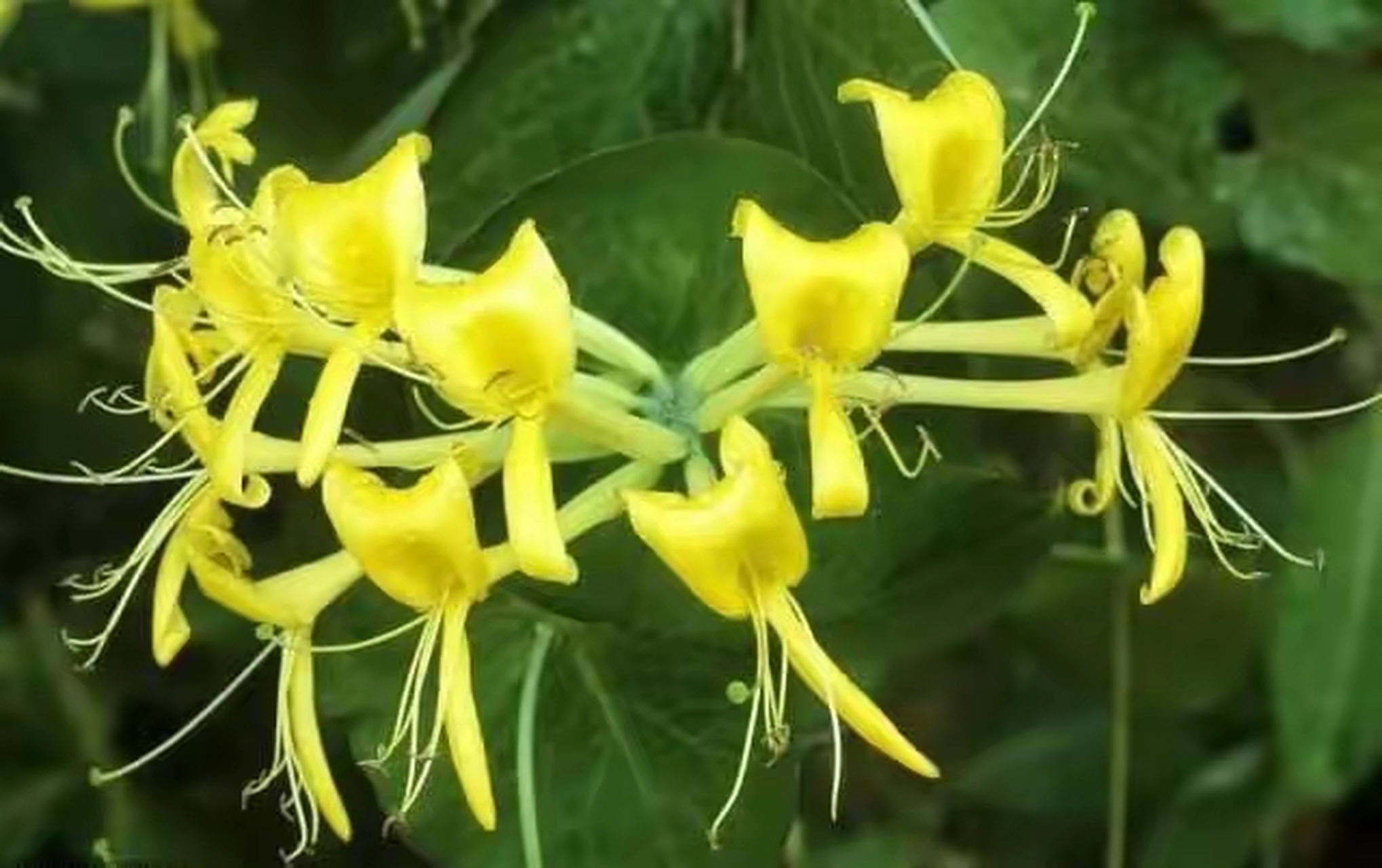 钩吻,它就是大名鼎鼎的有毒植物断肠草,它的花与金银花实在是太像了