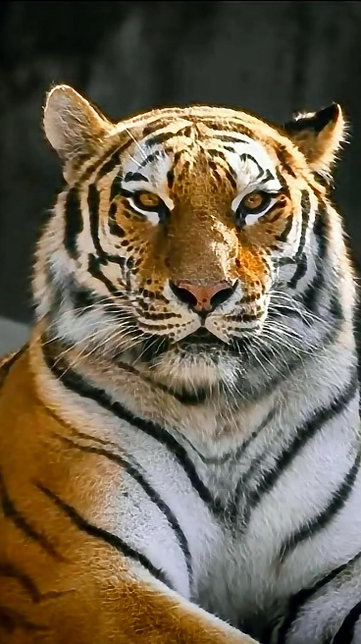 冬季淡黄,背部和体侧为淡黄色,腹部为白色,觉得特别有观赏性,#老虎