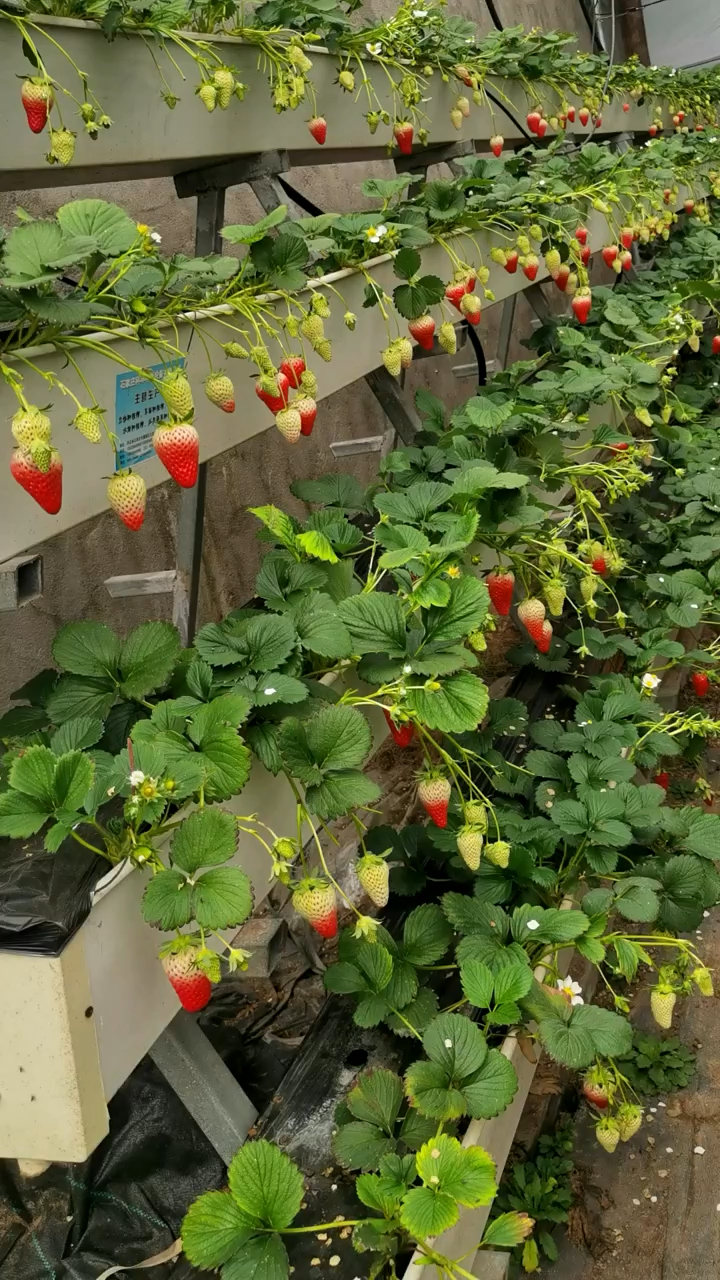 香野草莓苗价格 香野草莓苗品种介绍 植株丰产性好 果个大 硬度高