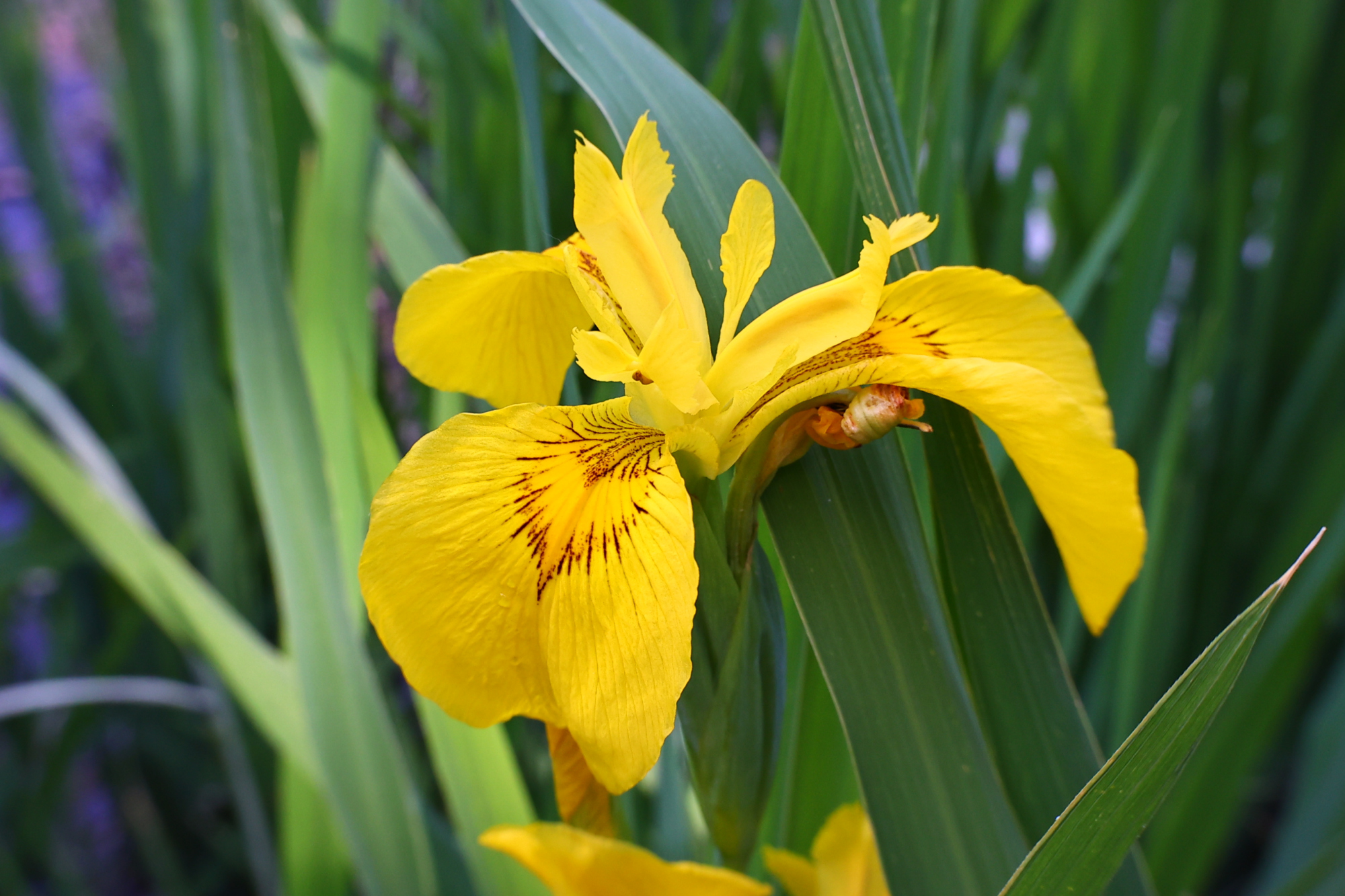黄菖蒲花开金灿灿