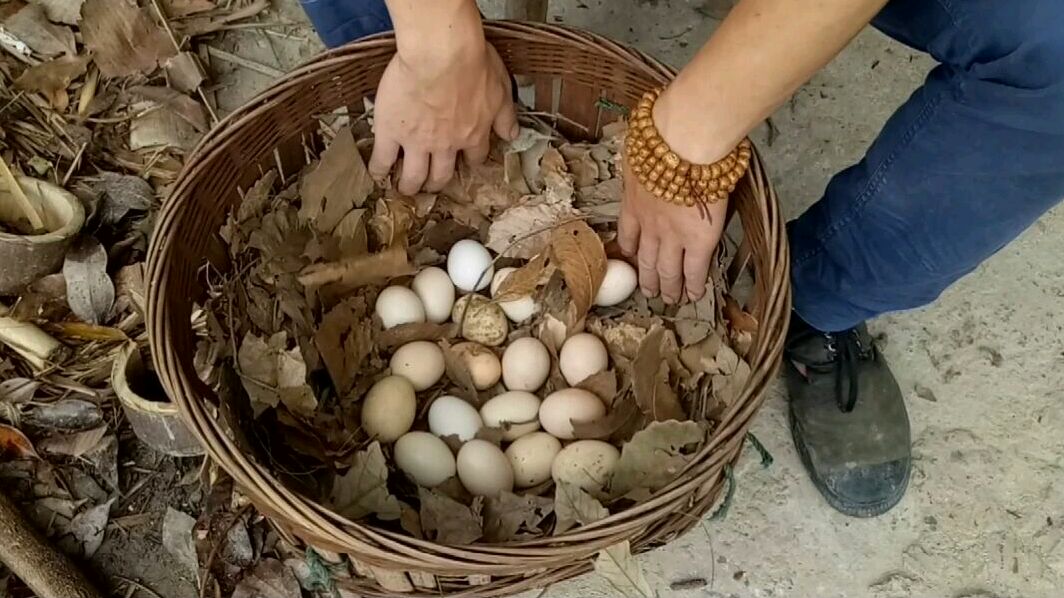 80后农村小伙用母鸡孵小鸡,20颗蛋孵化22天,最终能孵出多少小鸡