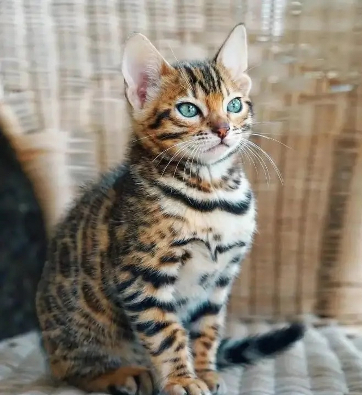 "山东济南,女子花5800元买了一只孟加拉猫,可养了几天后,卖家却给她