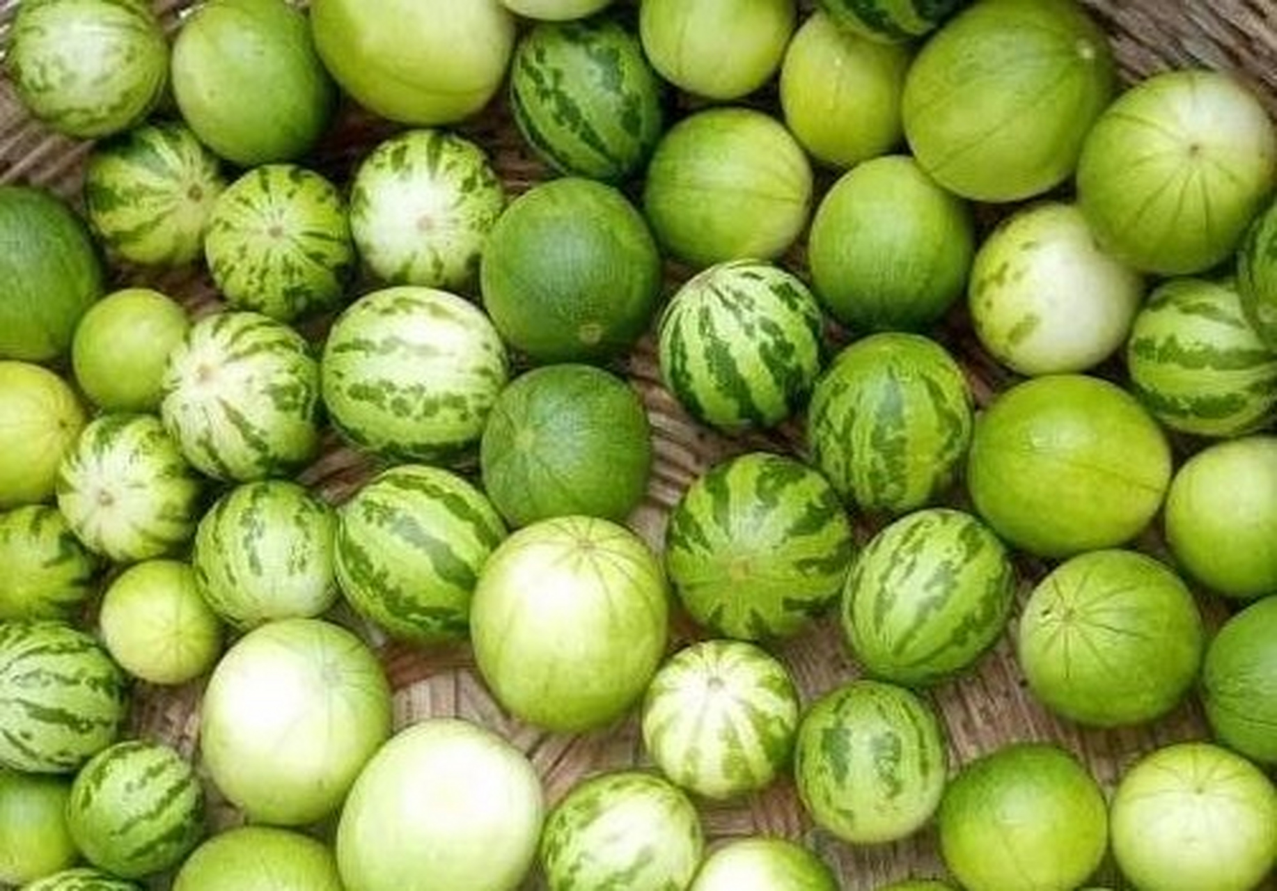 每到秋天,在大豆田,玉米地甚至红薯地都能找到马泡瓜.