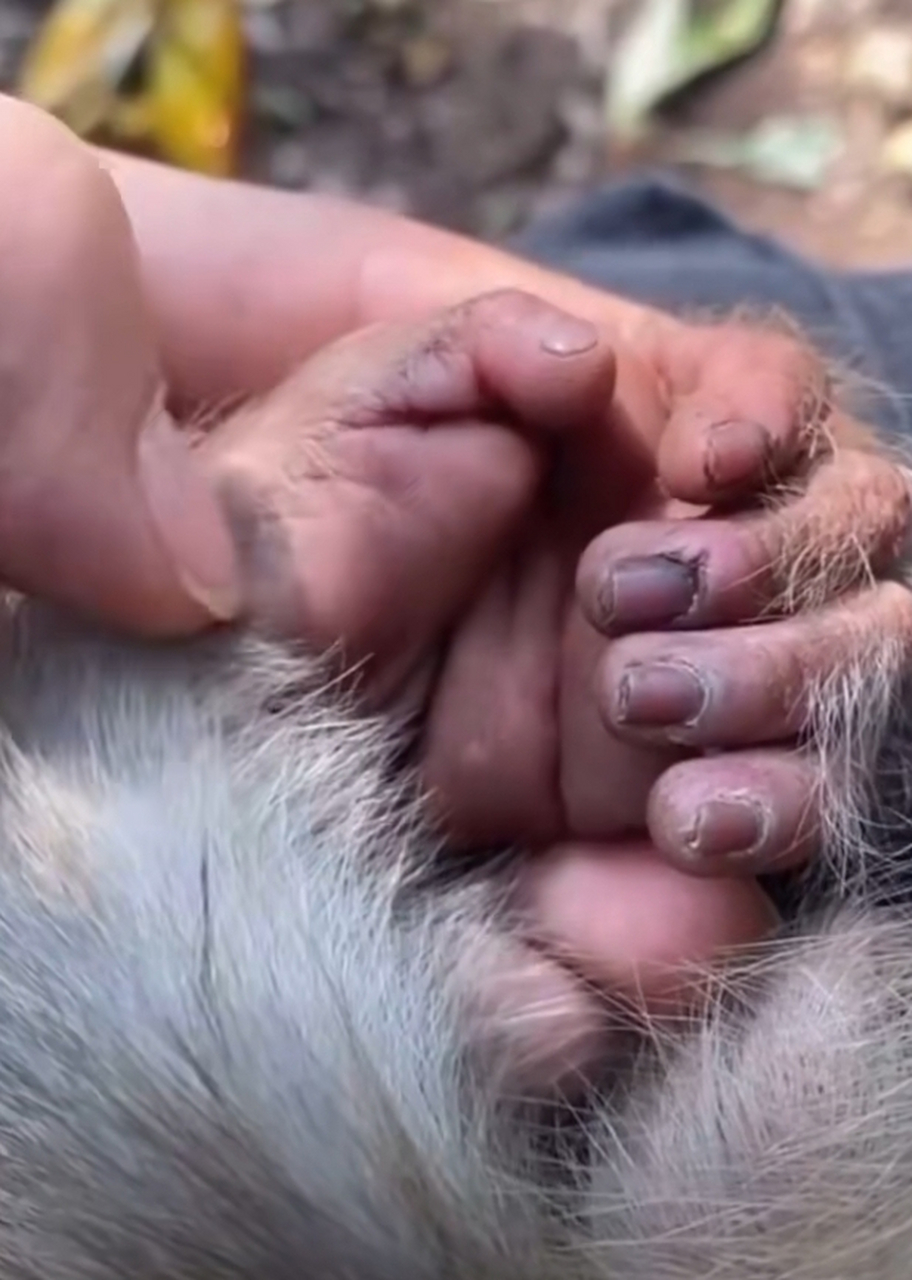 猩猩的手跟人的手好像啊05