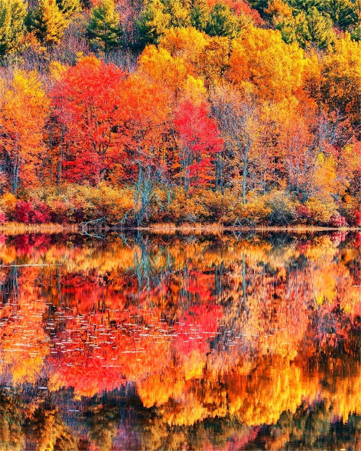 秋天秋色秋叶美如画