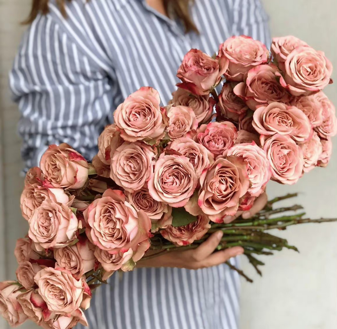 8款复古色月季,你有养过吗? 图1.卡布奇诺 图2.失忆 图3.松之梦 图4.