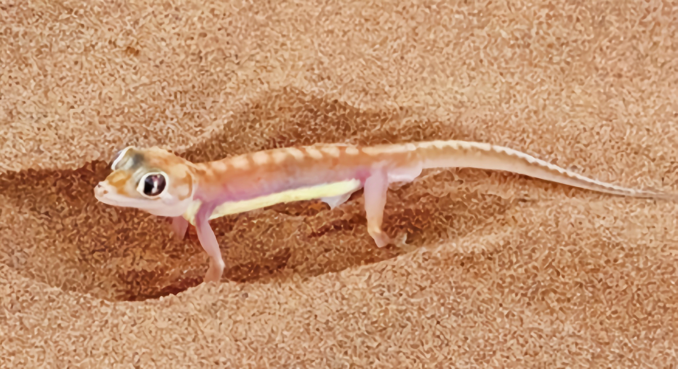 每天认识一种动物——阔趾虎 阔趾虎原产于非洲南部纳米比亚,全长10