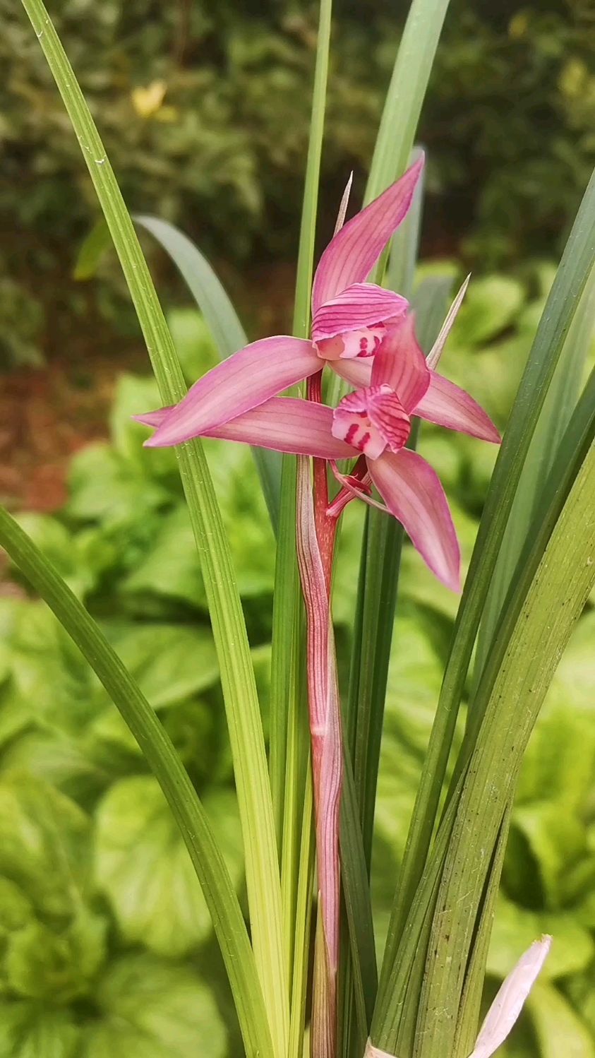 美美的春剑红花,兰友们喜欢吗