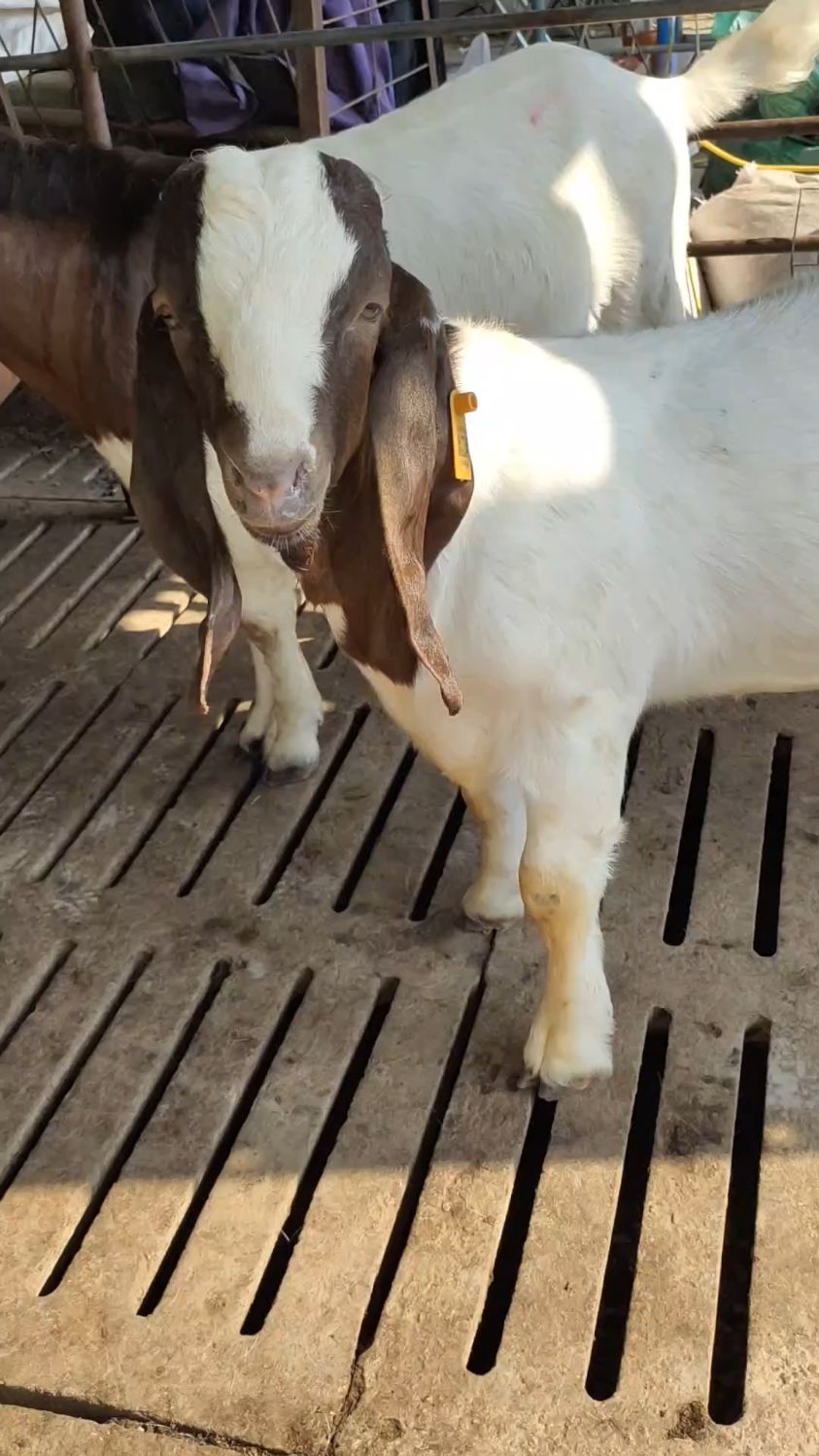 "波尔山羊""羊羔""怀孕母羊"