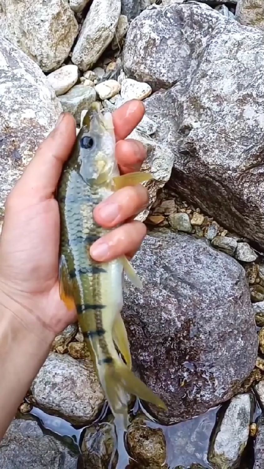 深山老林的溪石斑鱼太大了钓的太爽了全是大鱼