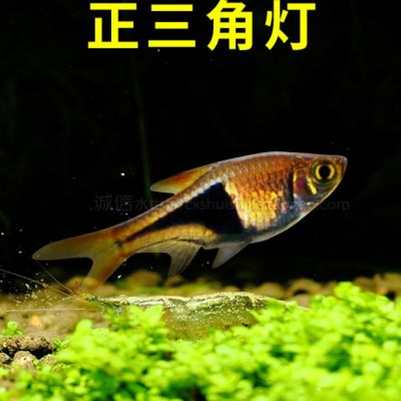 三角燈魚,是對鯉科三角波魚屬下的四種魚類的統稱,它們分別是黑斑三角