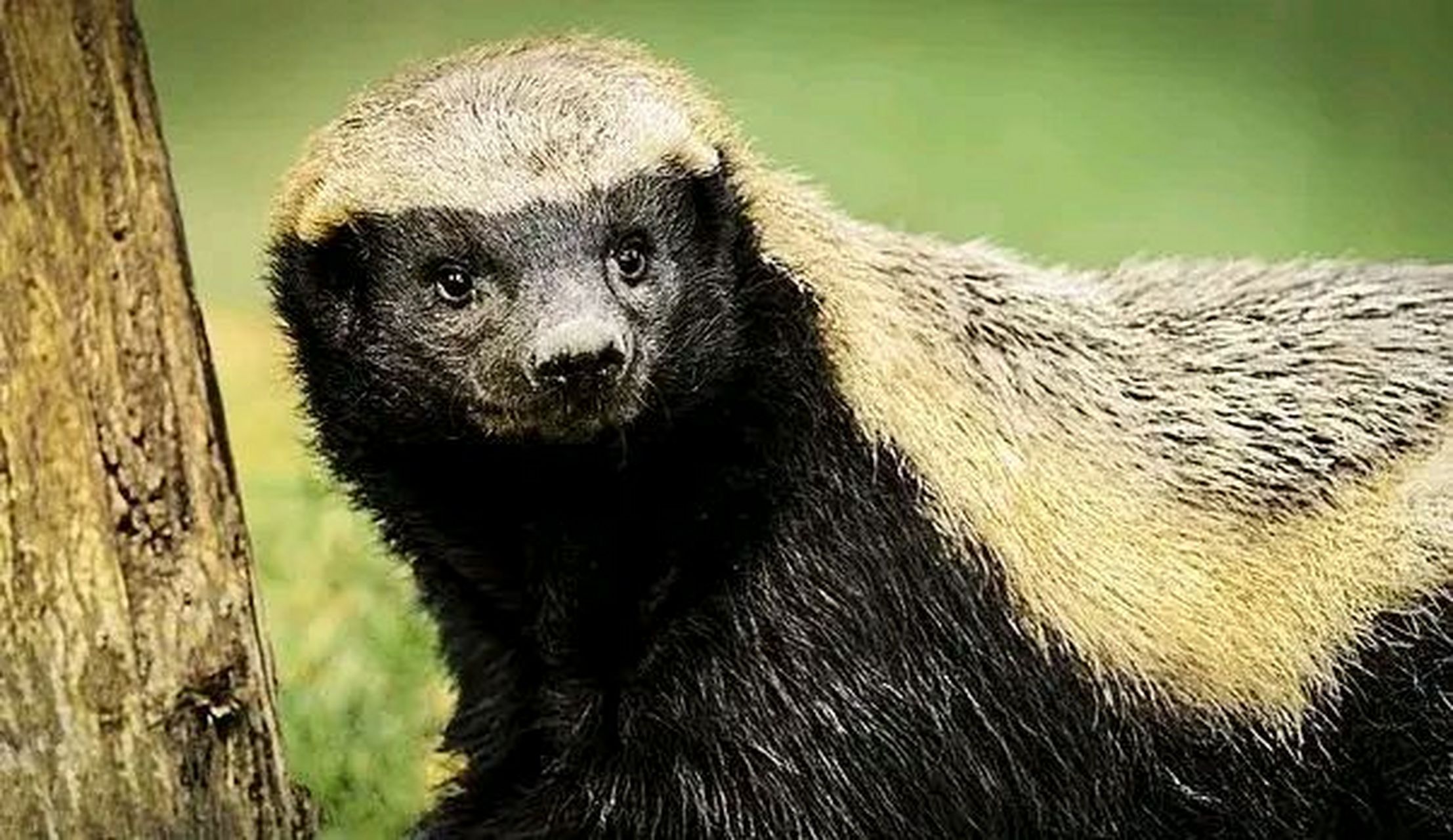 我的规矩就是规矩"之生死看淡,不服就干的平头哥"蜜獾"  以"世界上最