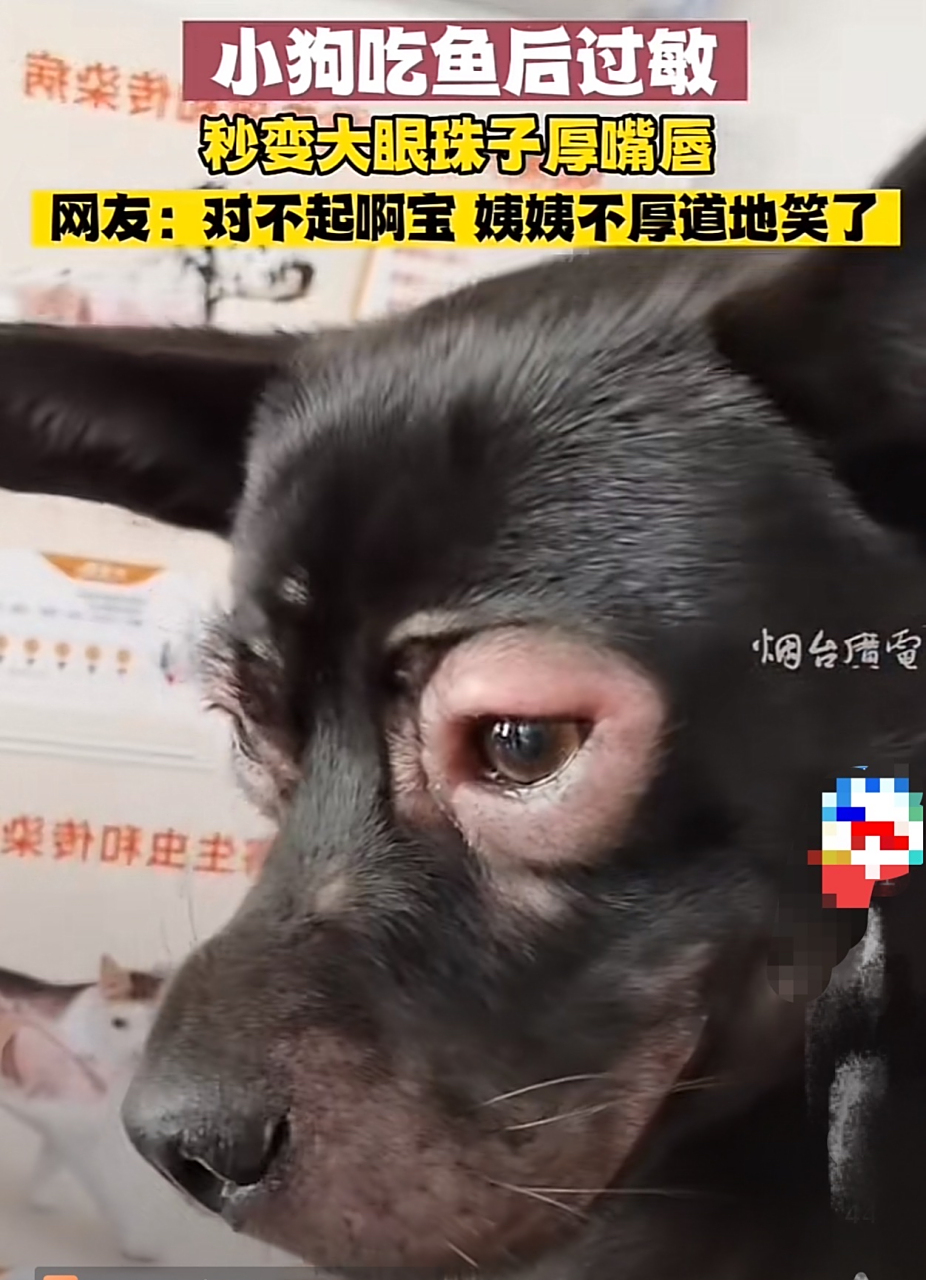 卡姿兰大肿眼泡[捂脸]#狗狗# #搞笑萌宠