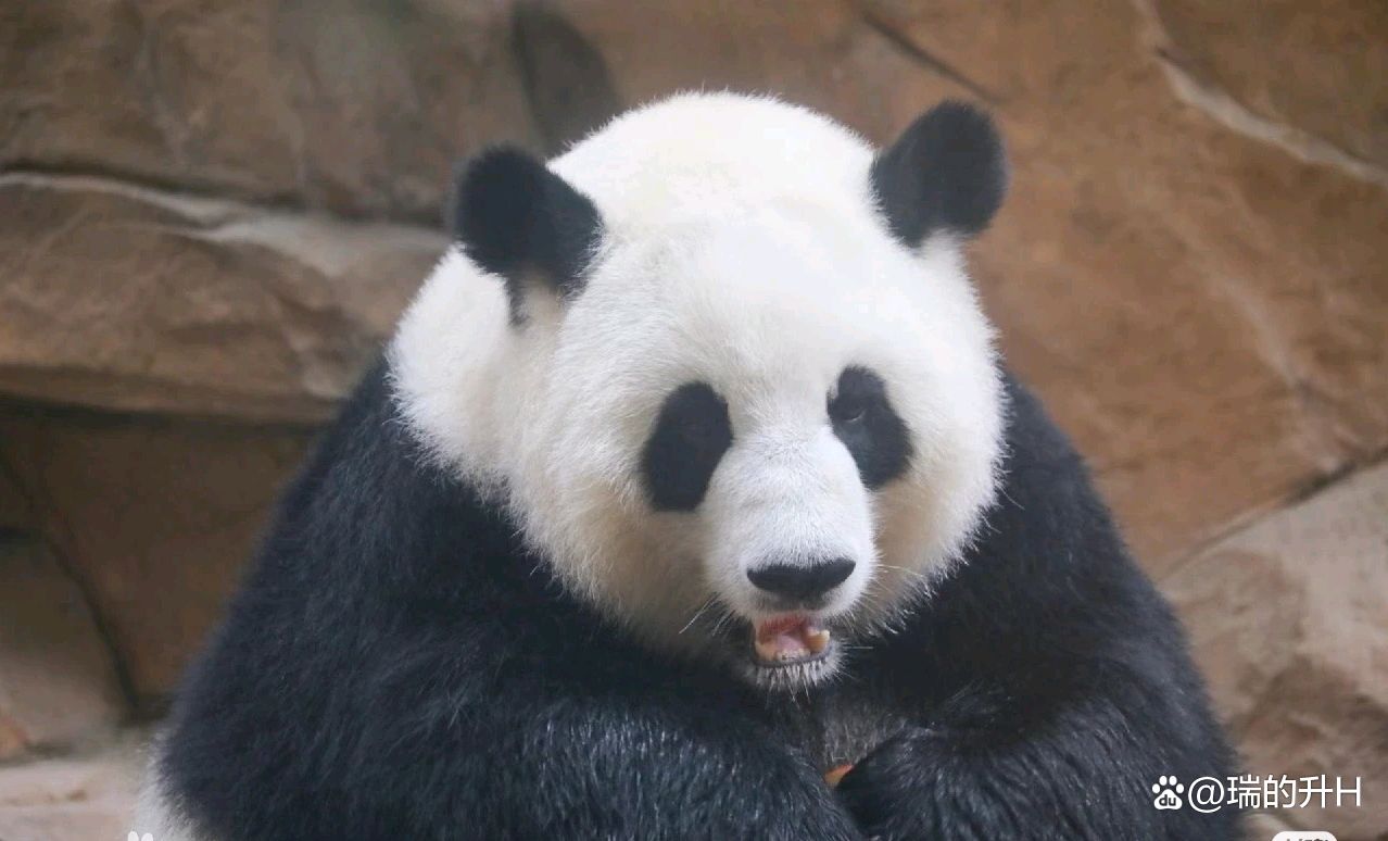 大熊猫囡囡
