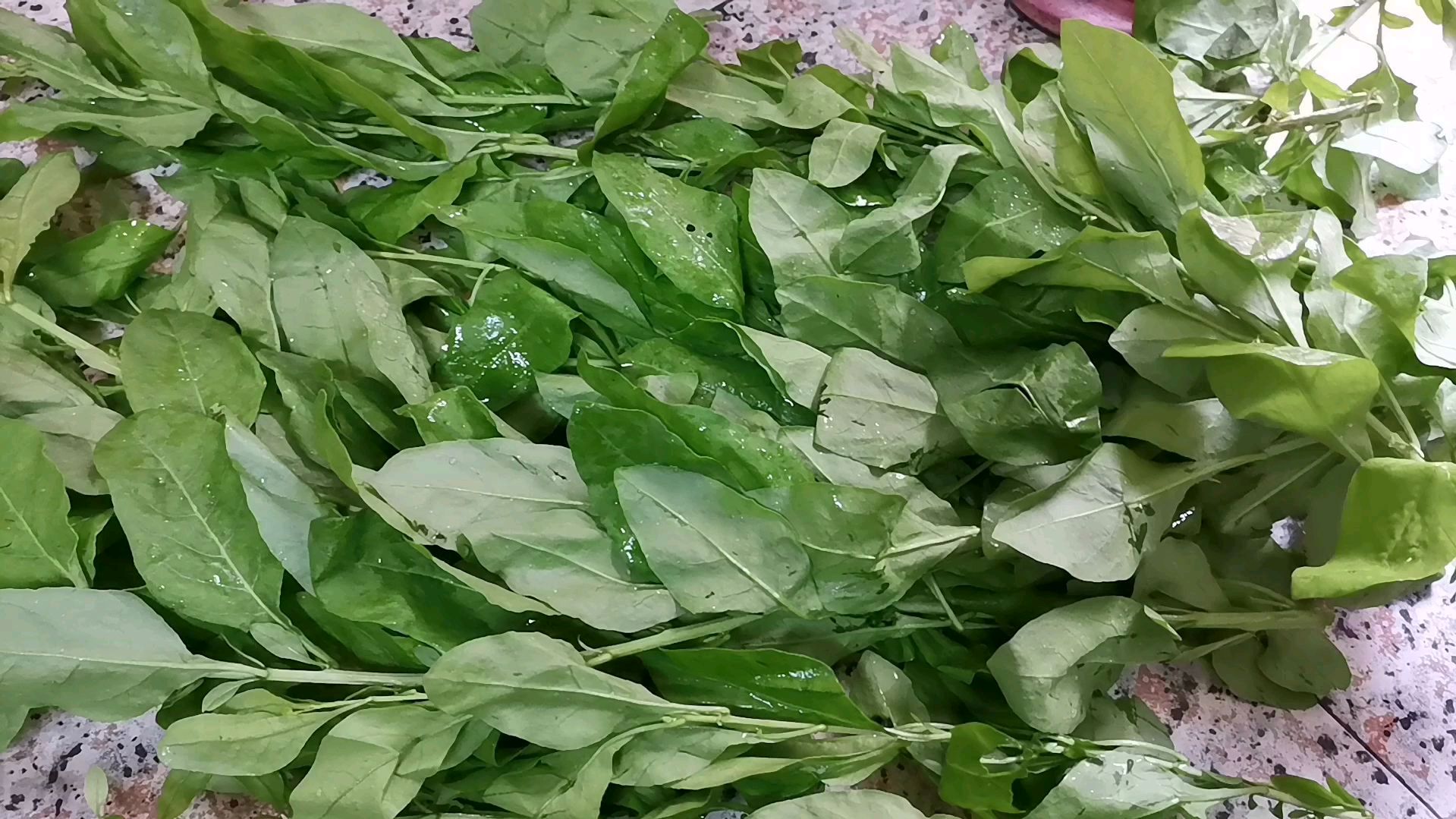 原来枸杞叶功效这么多,今天终于知道了,做法又超简单